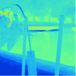 Thermal possum 1